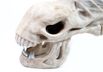 Xenomorph Alien Skull