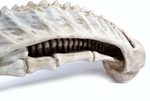 Xenomorph Alien Skull
